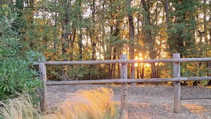 A wooden fence in a natural setting with trees and grasses.