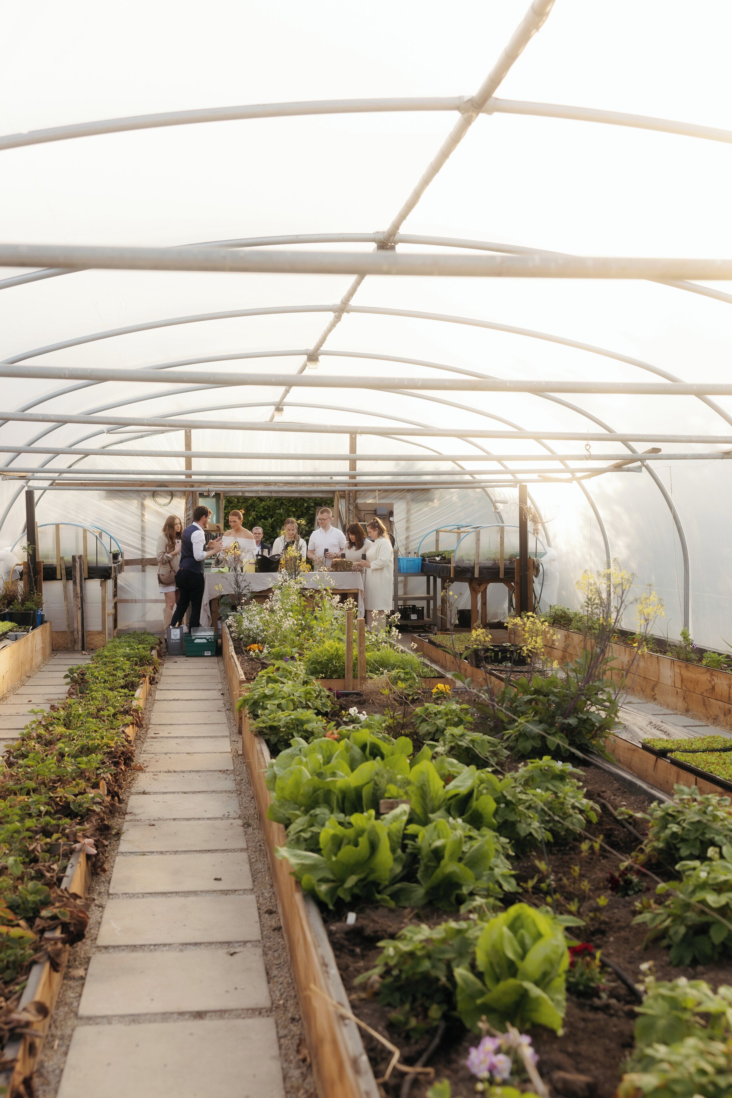 A greenhouse with a clear plastic roof, wooden benches, and various plants growing in raised beds.