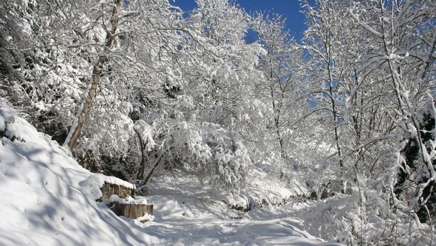 A snow-covered path through a forest with bare trees and a clear blue sky.