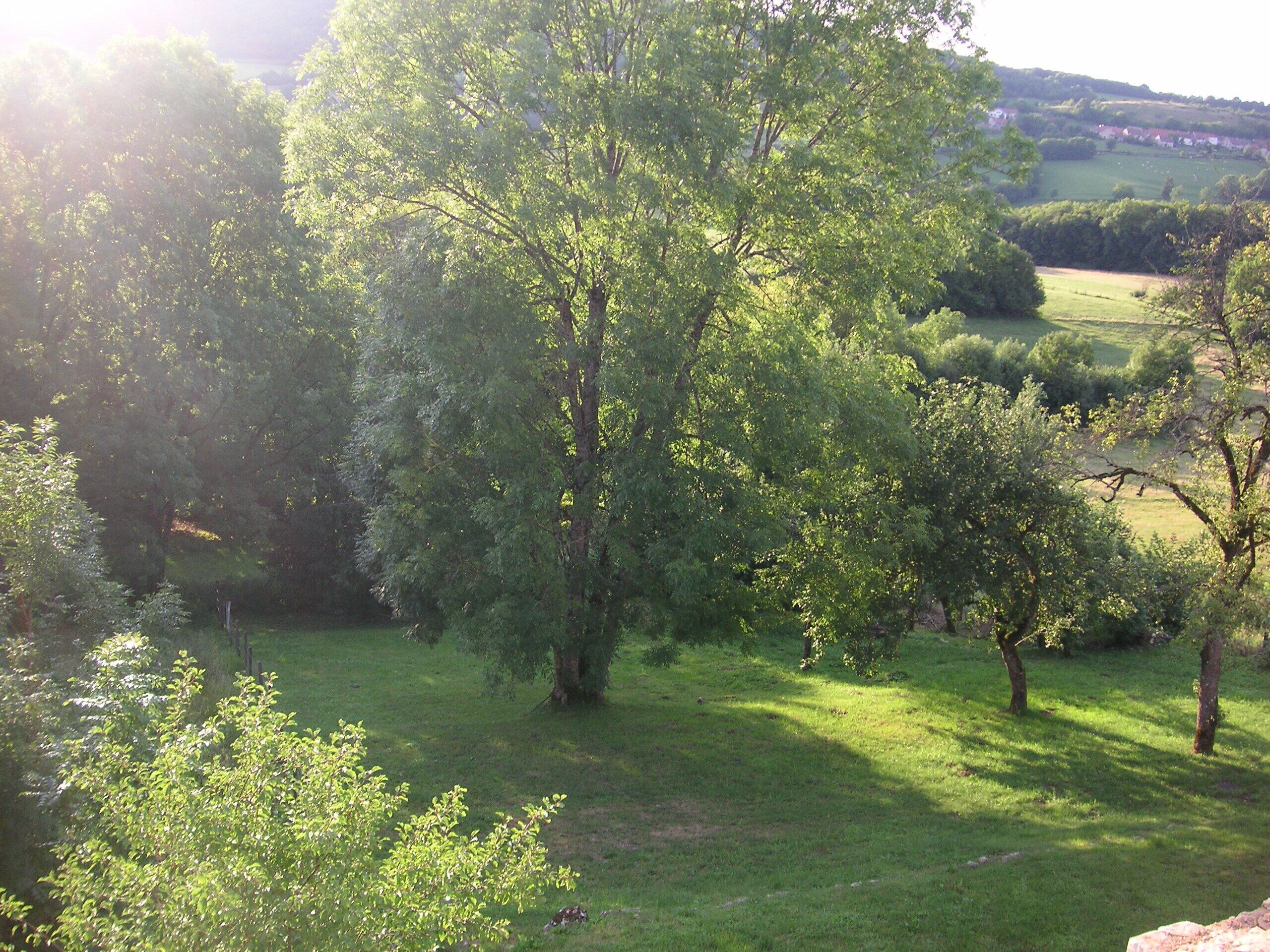 A grassy area with trees and a distant view of houses.