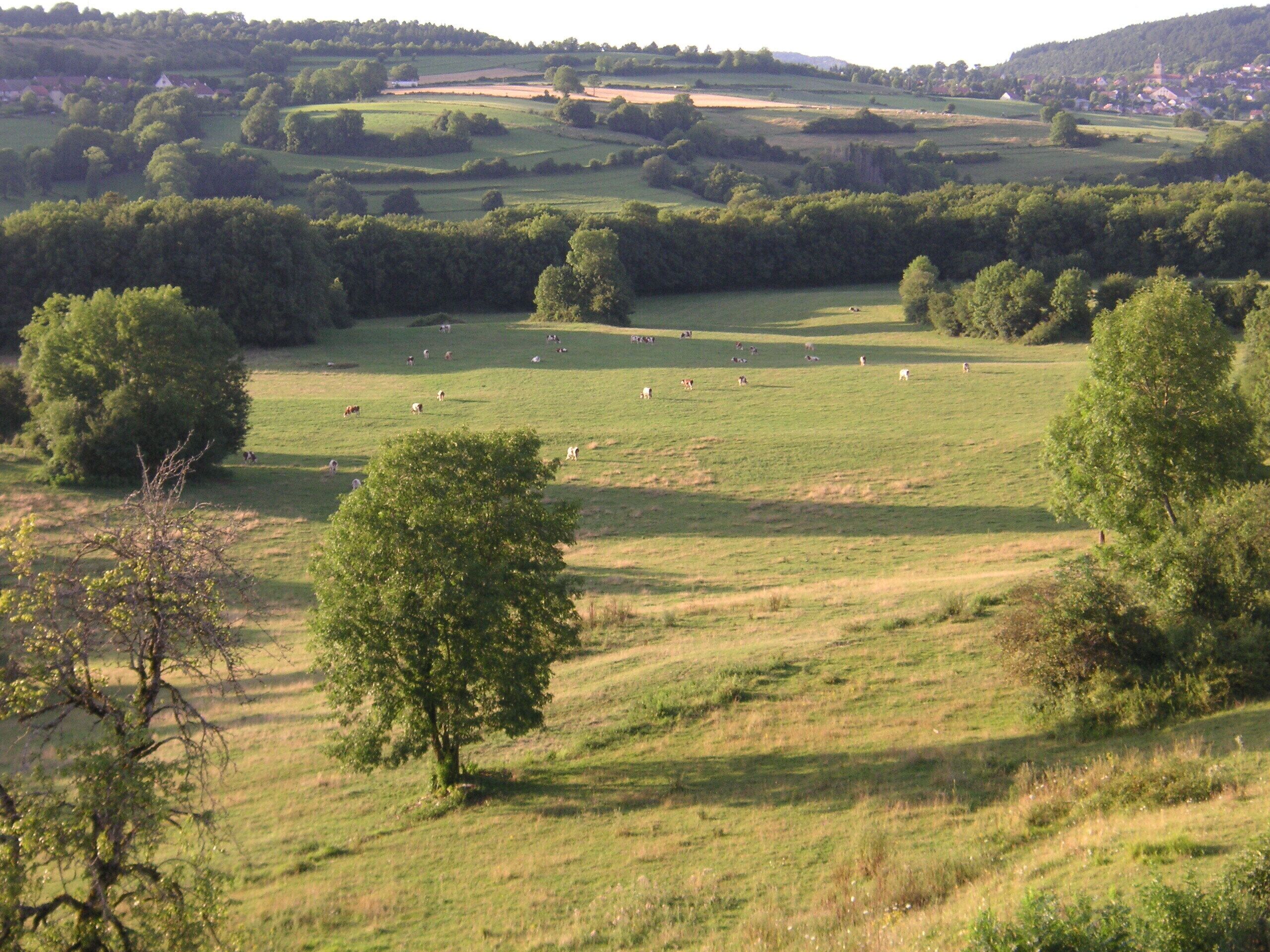 Ländliche Landschaft mit sanften Hügeln, vereinzelten Bäumen und einer Weidefläche mit Weidetieren.