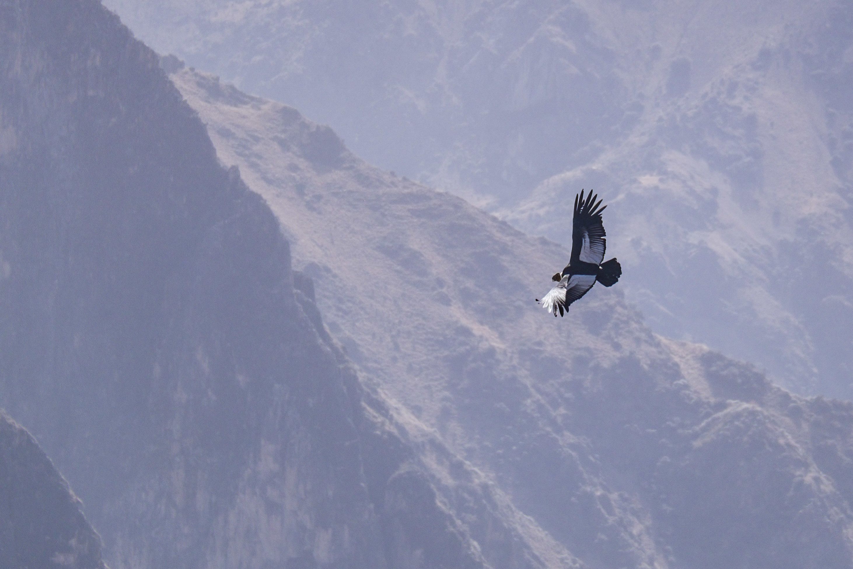 A bird in flight over a mountainous landscape.