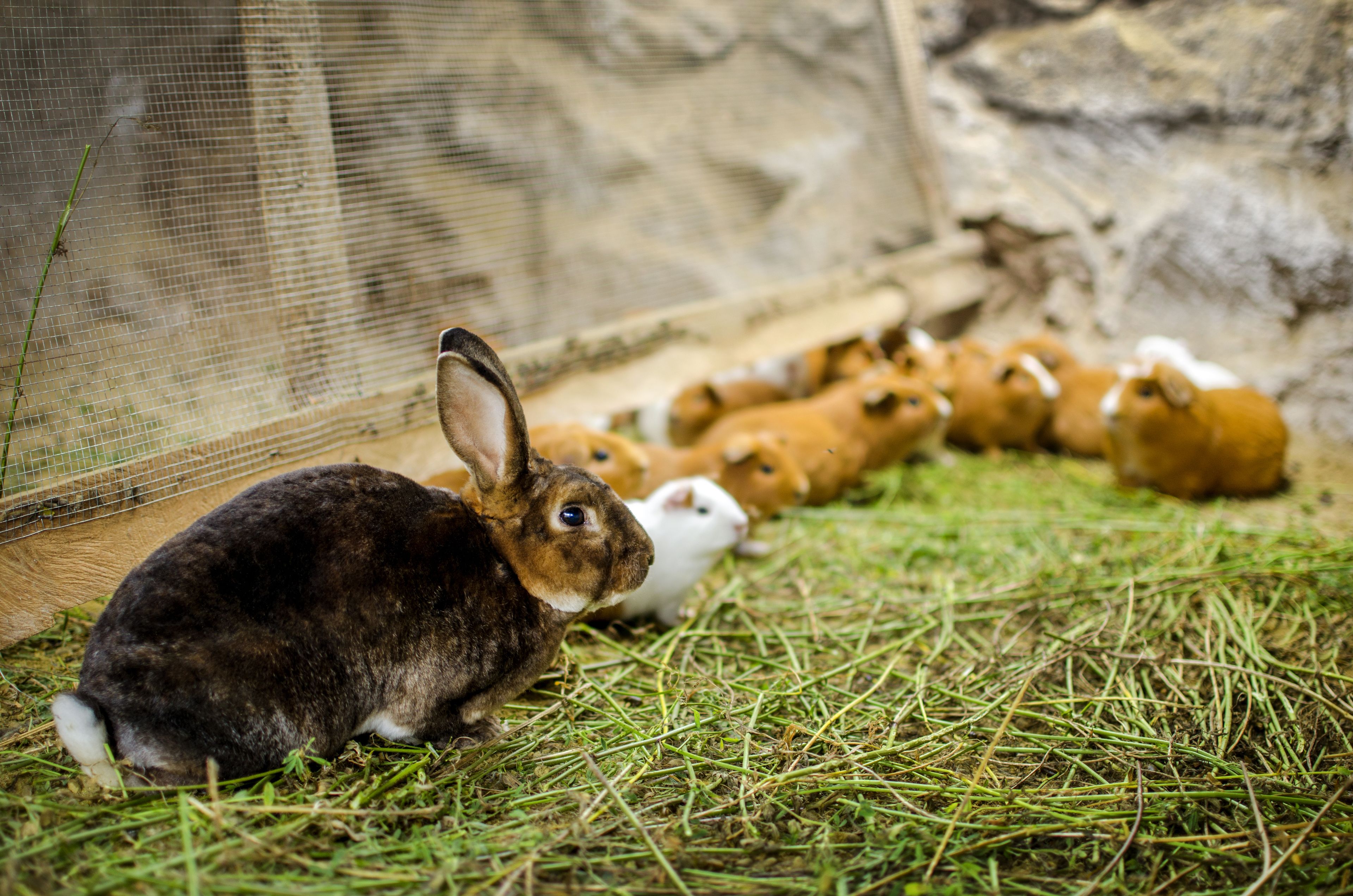 A rabbit enclosure with a wire fence and a stone wall.