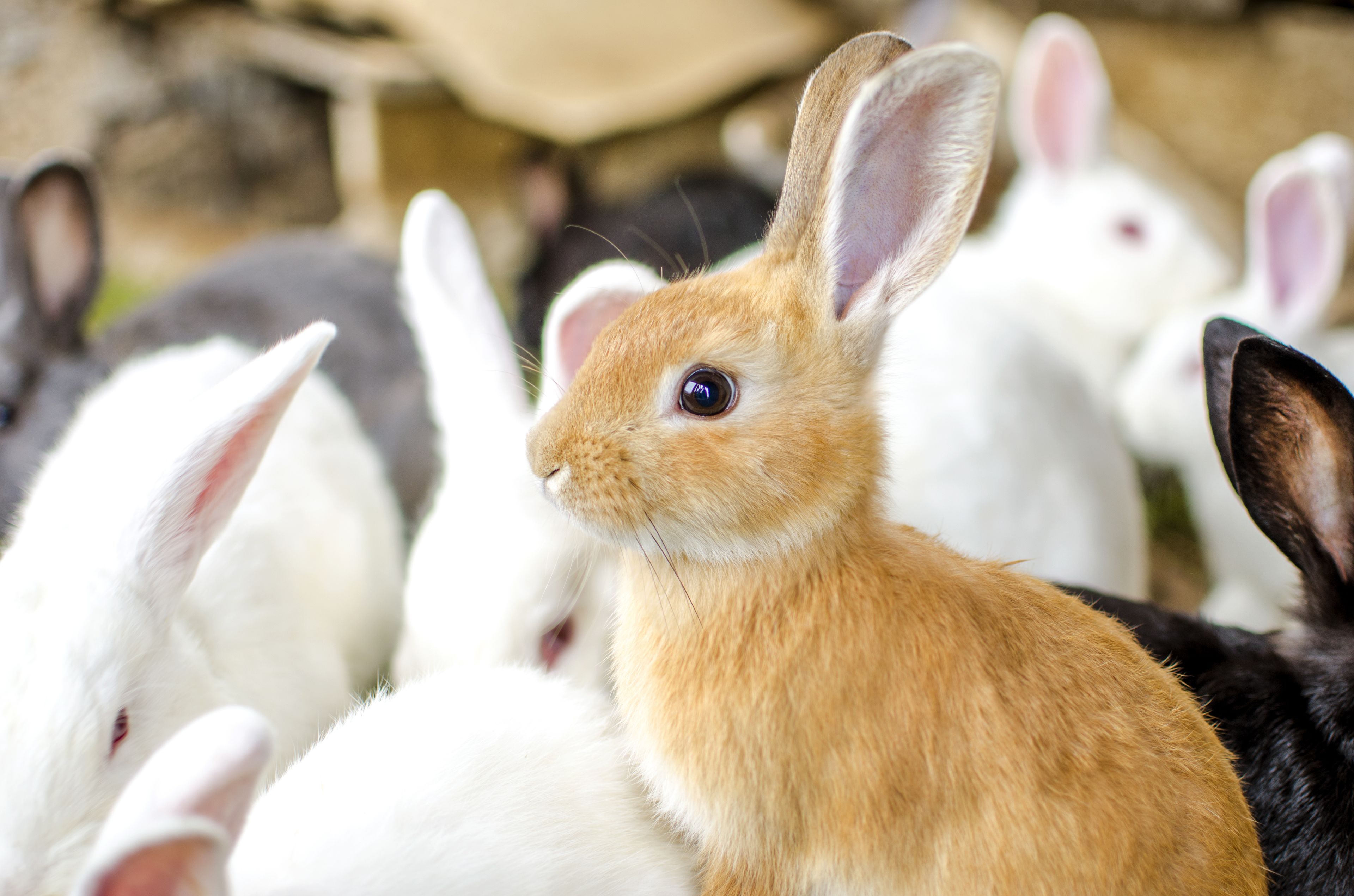 A close-up of a group of rabbits, including a prominent brown rabbit in the foreground.