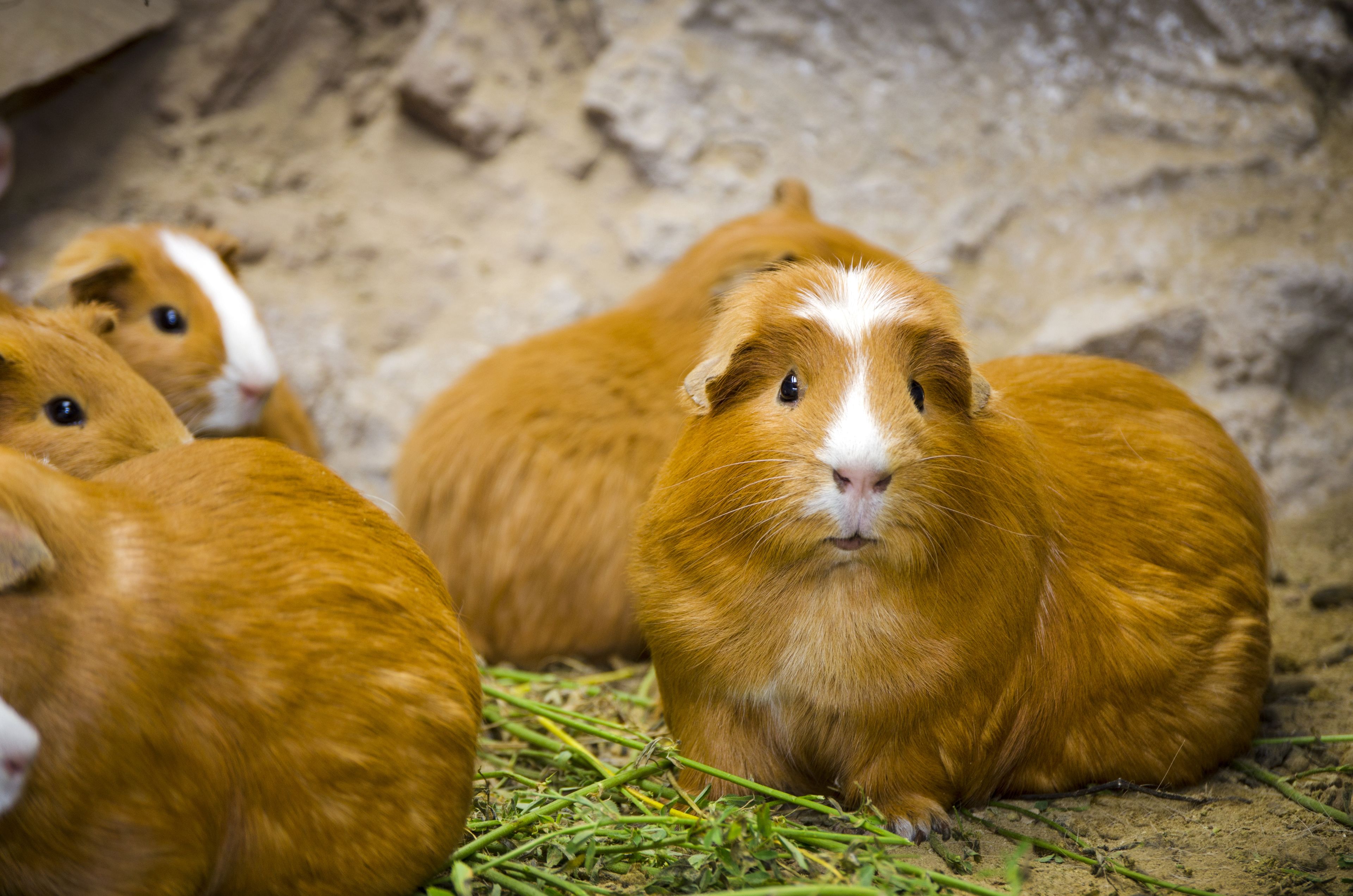 Guinea pigs in a terrarium with a rocky background.