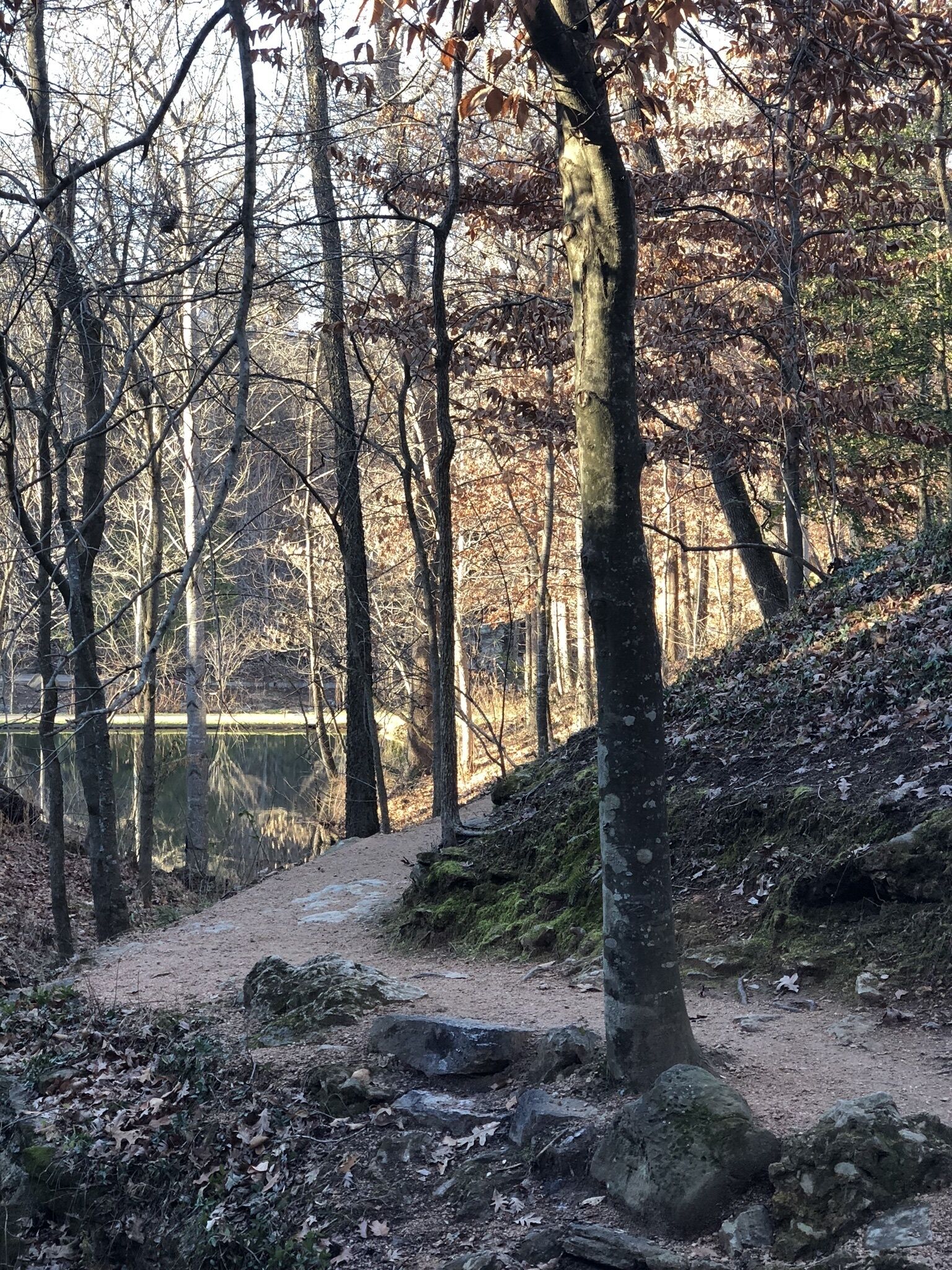 A forested area with a dirt path leading through trees.
