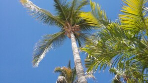 Una palmera alta contra un cielo azul despejado.