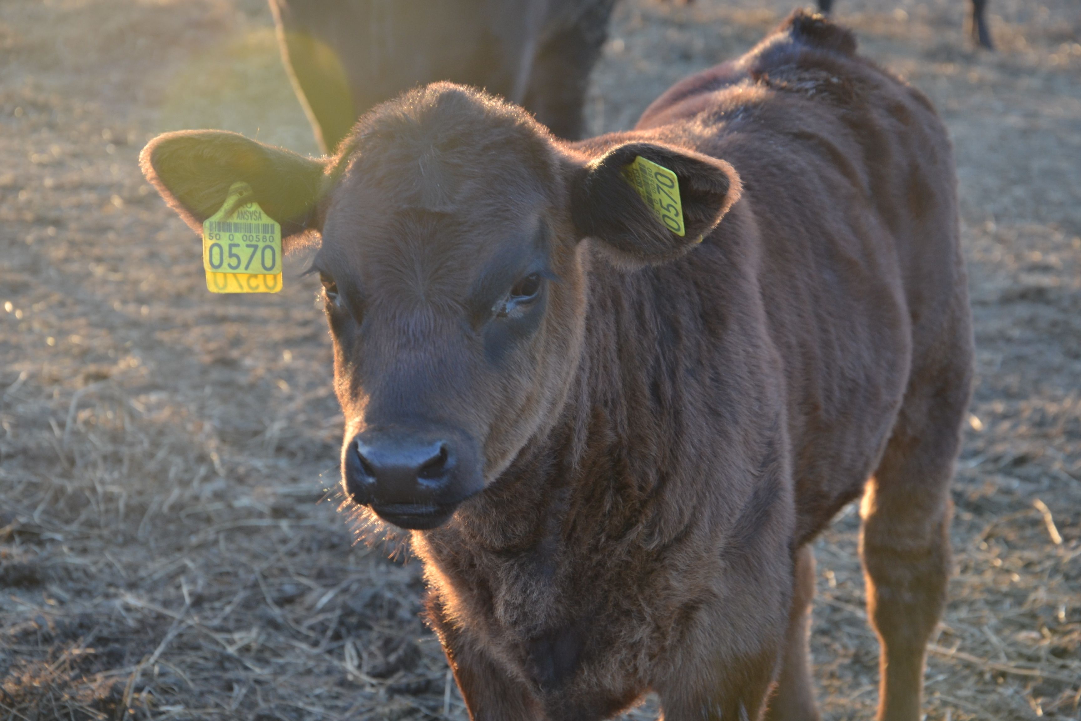 A calf with ear tags, standing on straw.