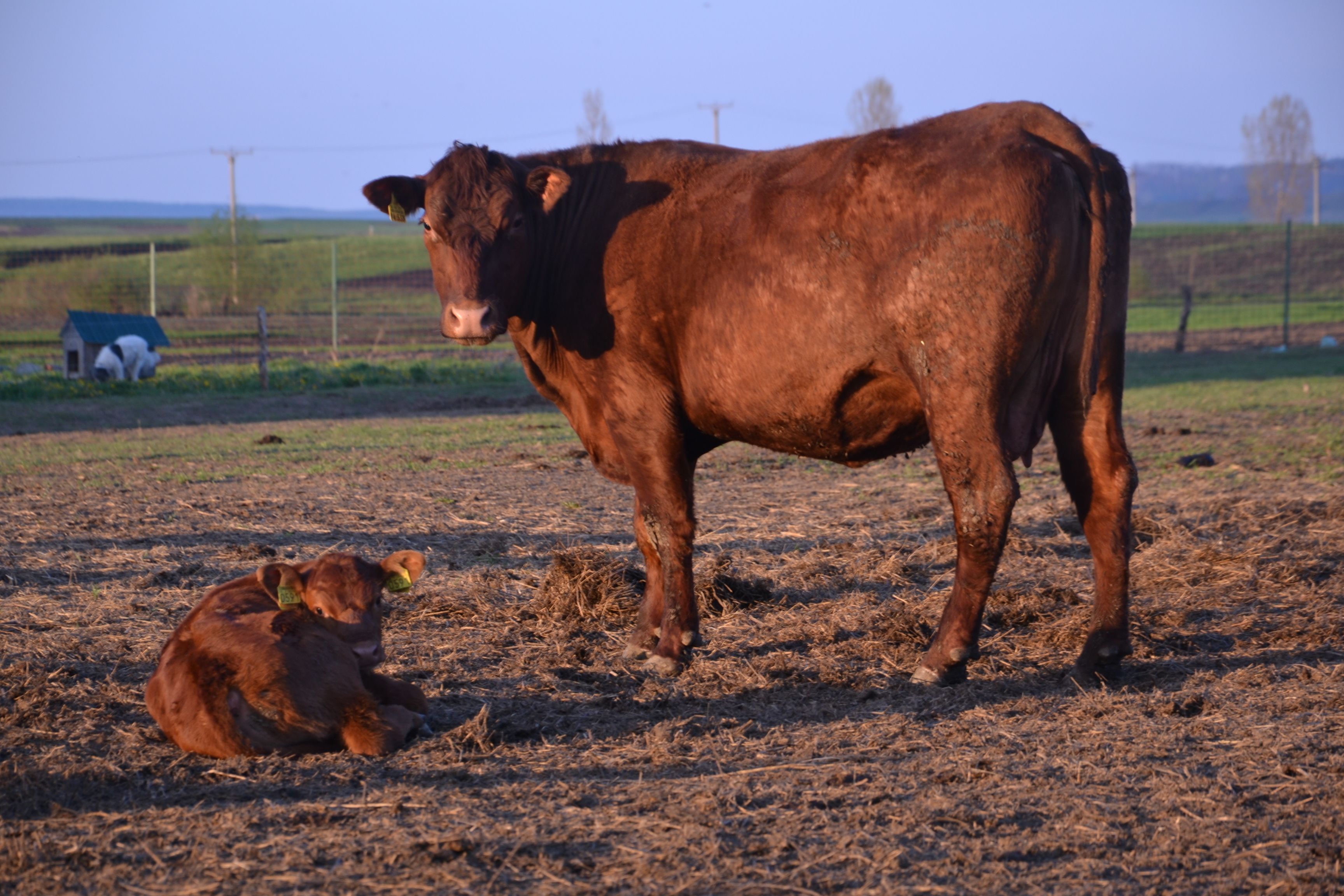A cow and a calf in a field with a small house in the background.