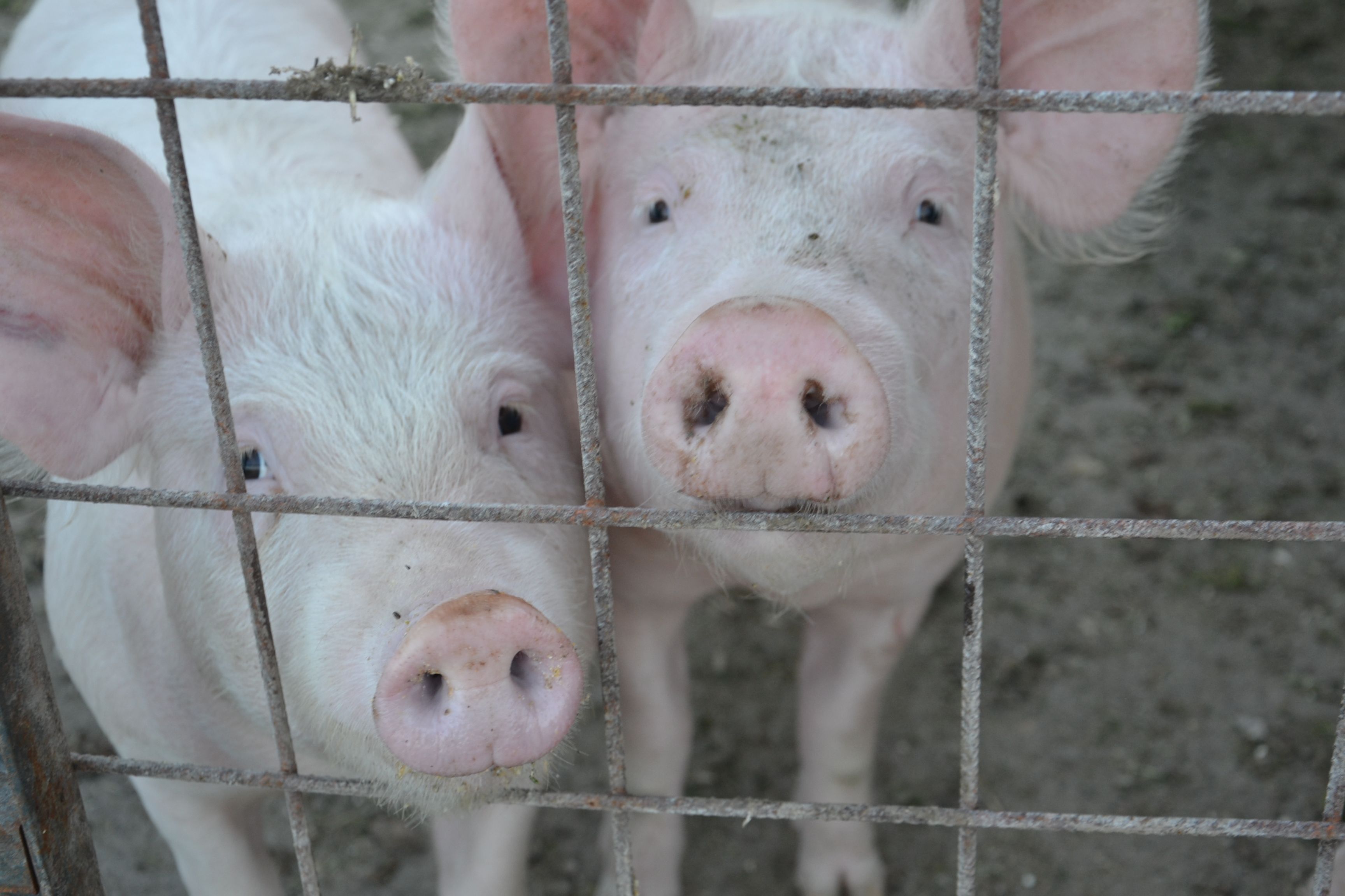 Two pigs behind a wire fence.