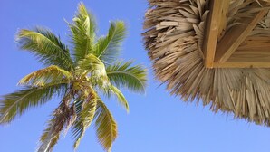 Een palmboom en een rieten hutje tegen een helderblauwe lucht.