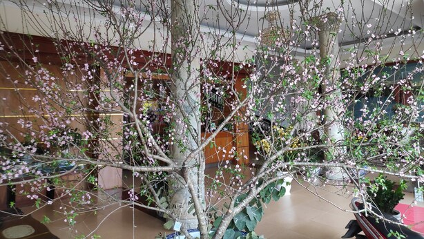 A spacious lobby with a large, ornate column and a decorative tree with pink blossoms. - Ngoc Mai Hotel (Bai Chay)