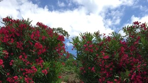 A garden pathway surrounded by lush greenery and vibrant pink flowers. - In Saint Florent, villa with panoramic gulf view and private pool (Sain-Florent)