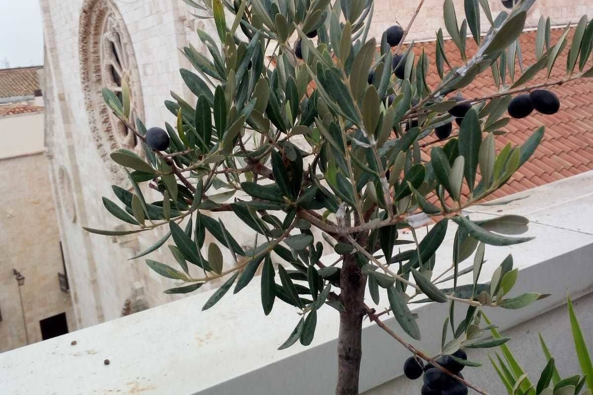 Uma pequena oliveira com azeitonas escuras numa varanda com corrimão branco, com vista para um edifício com telhado em cerâmica e janelas em arco.