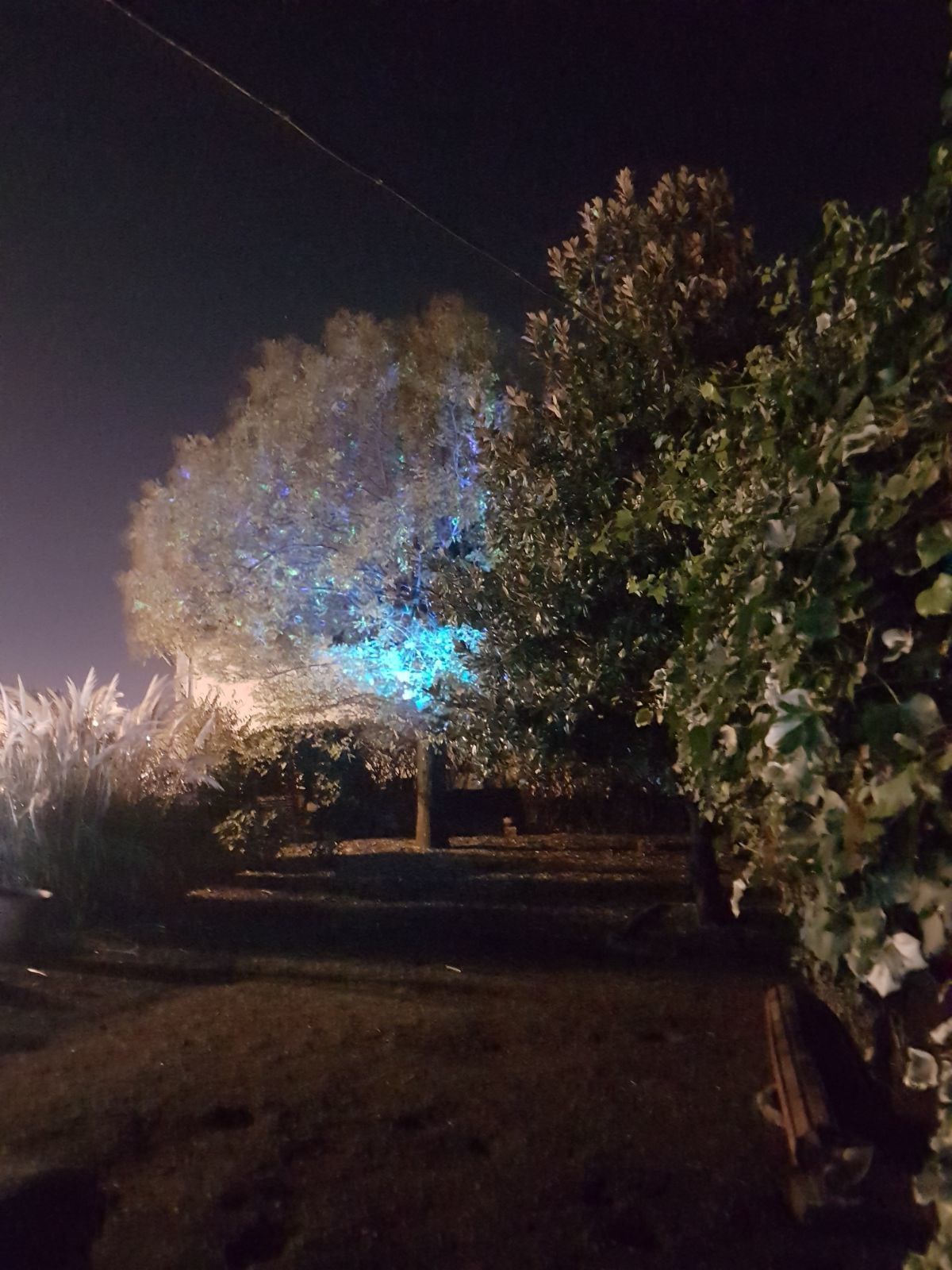 Escena nocturna al aire libre con un árbol iluminado por luces azules, rodeado de follaje.