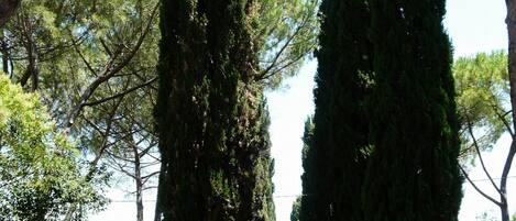 A pathway flanked by tall, narrow trees, leading to a distant view of a landscape.