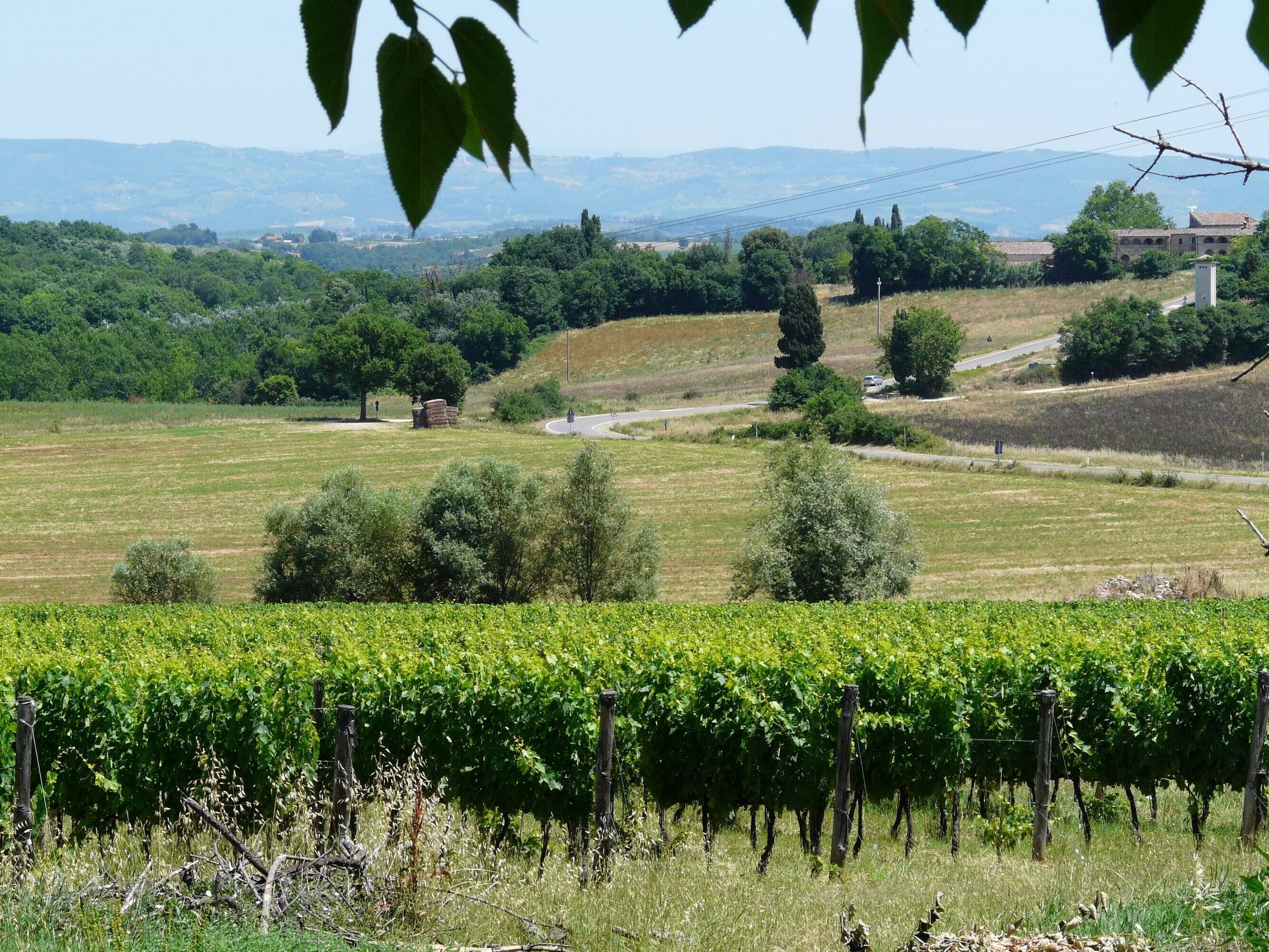 A vineyard with rows of grapevines, a winding road, and distant hills.