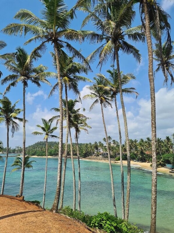 A beach with tall palm trees and clear turquoise water.