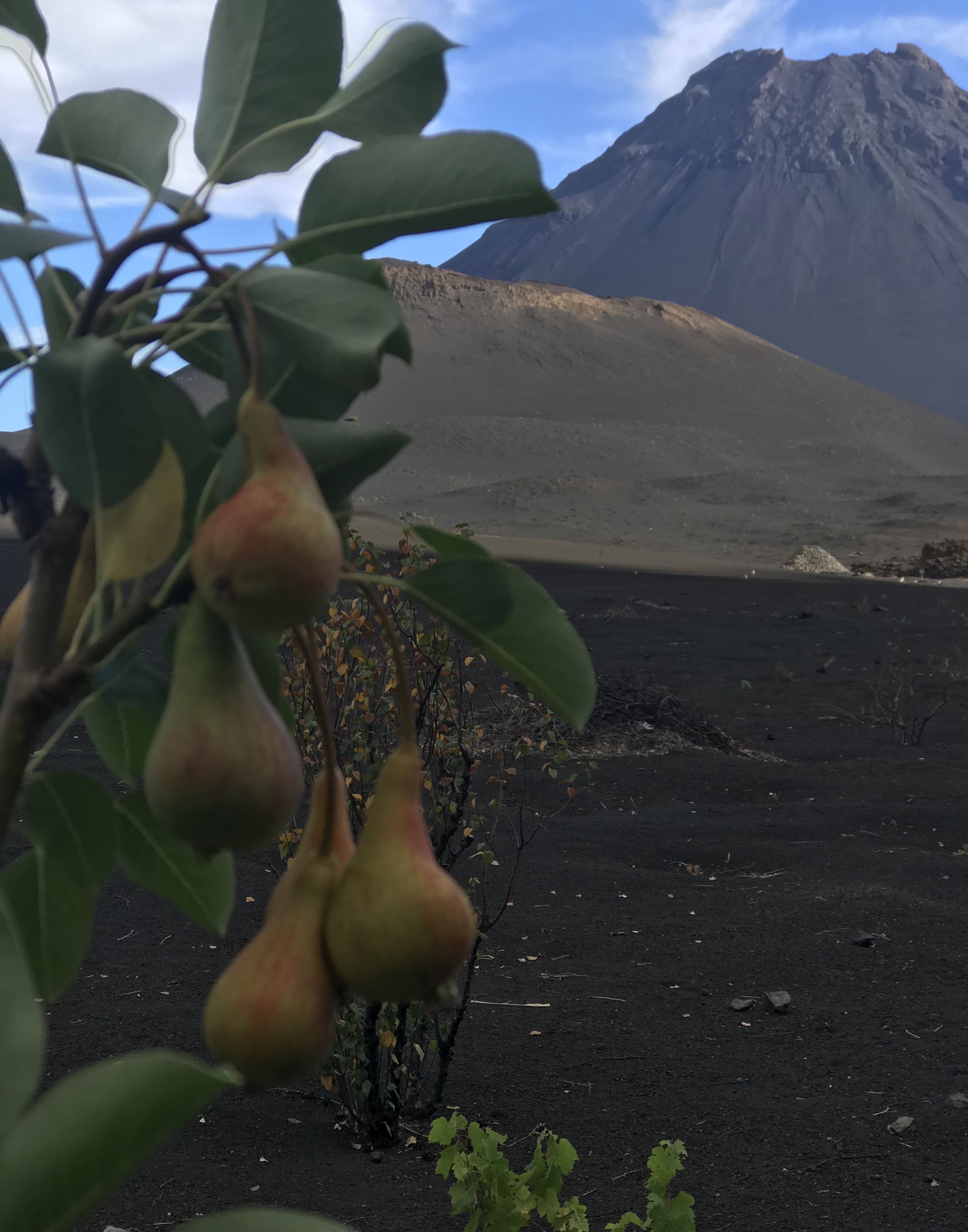 A volcanic landscape with a mountain in the background and a tree with pears in the foreground.