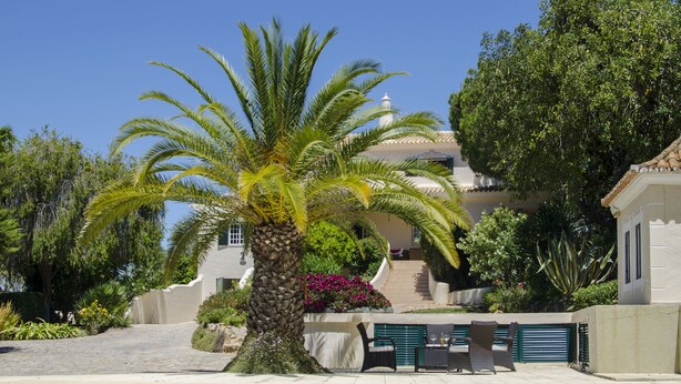 A pool with lounge chairs, a palm tree, and a building with a tiled roof.