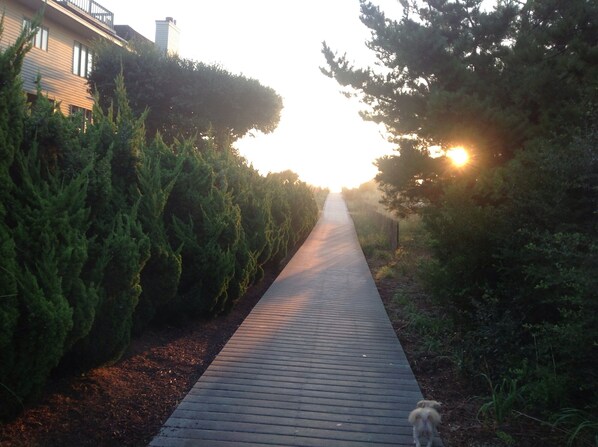 A wooden pathway flanked by dense evergreen trees leading to a building with a visible balcony.