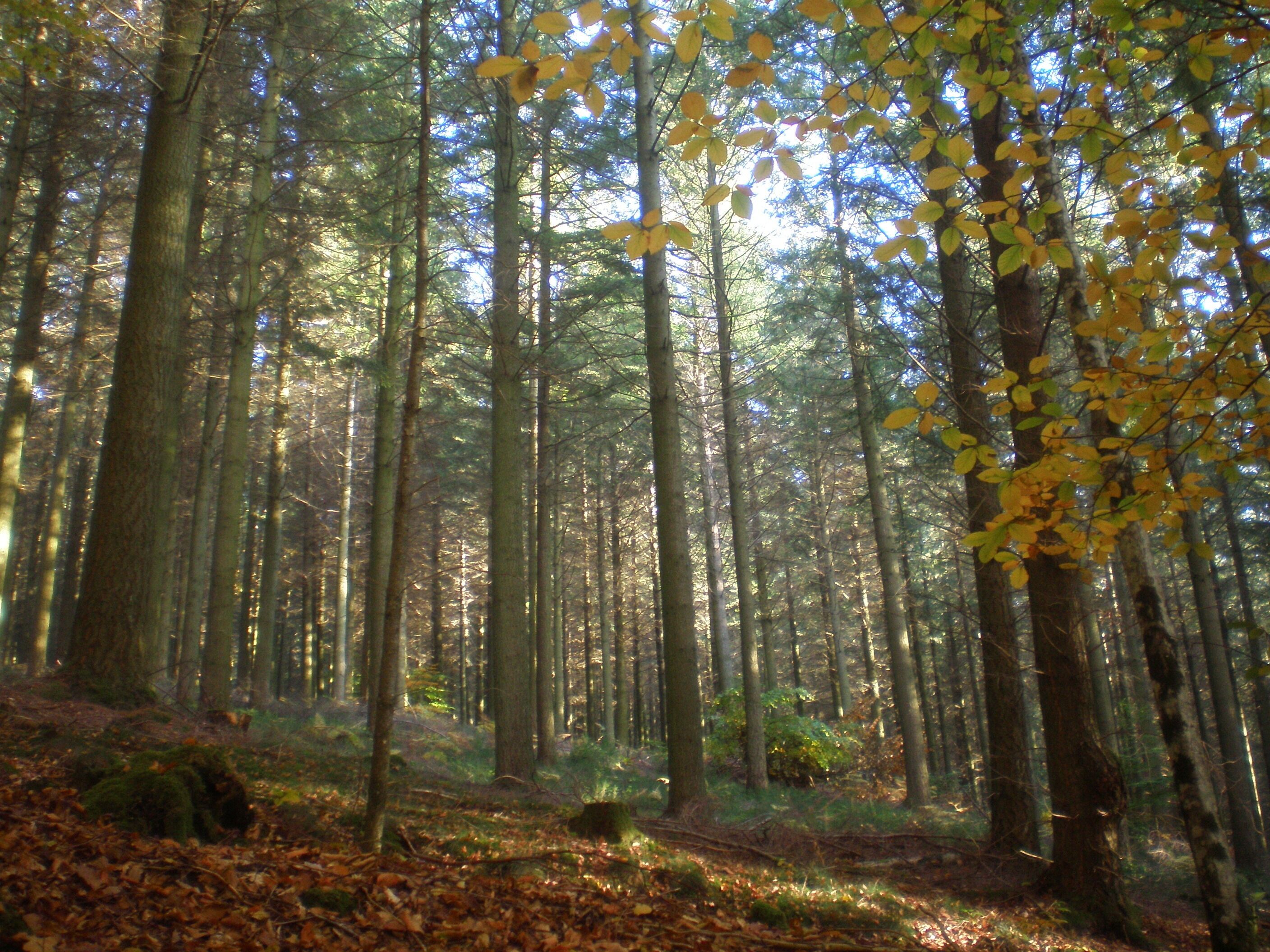Een dicht bos met hoge bomen en een laag bed van herfstbladeren.