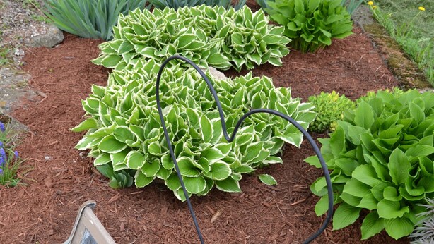 Un jardín con un banco y diversas plantas.
