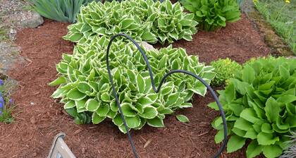 The Hen House Retreat - A Comfortable Place to Roost