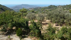 Un paysage de vignoble avec des rangées de vignes et une vue lointaine sur une chaîne de montagnes.