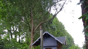A rustic cabin with a chimney, surrounded by dense foliage and a small deck.