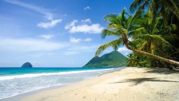 A beach with clear turquoise waters, a sandy shore, and a palm tree. - Bottom of villa for rent in diamond (F3) (Diamant)