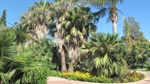 Un jardín ajardinado con palmeras y flores amarillas, un camino pavimentado y un cielo azul despejado.