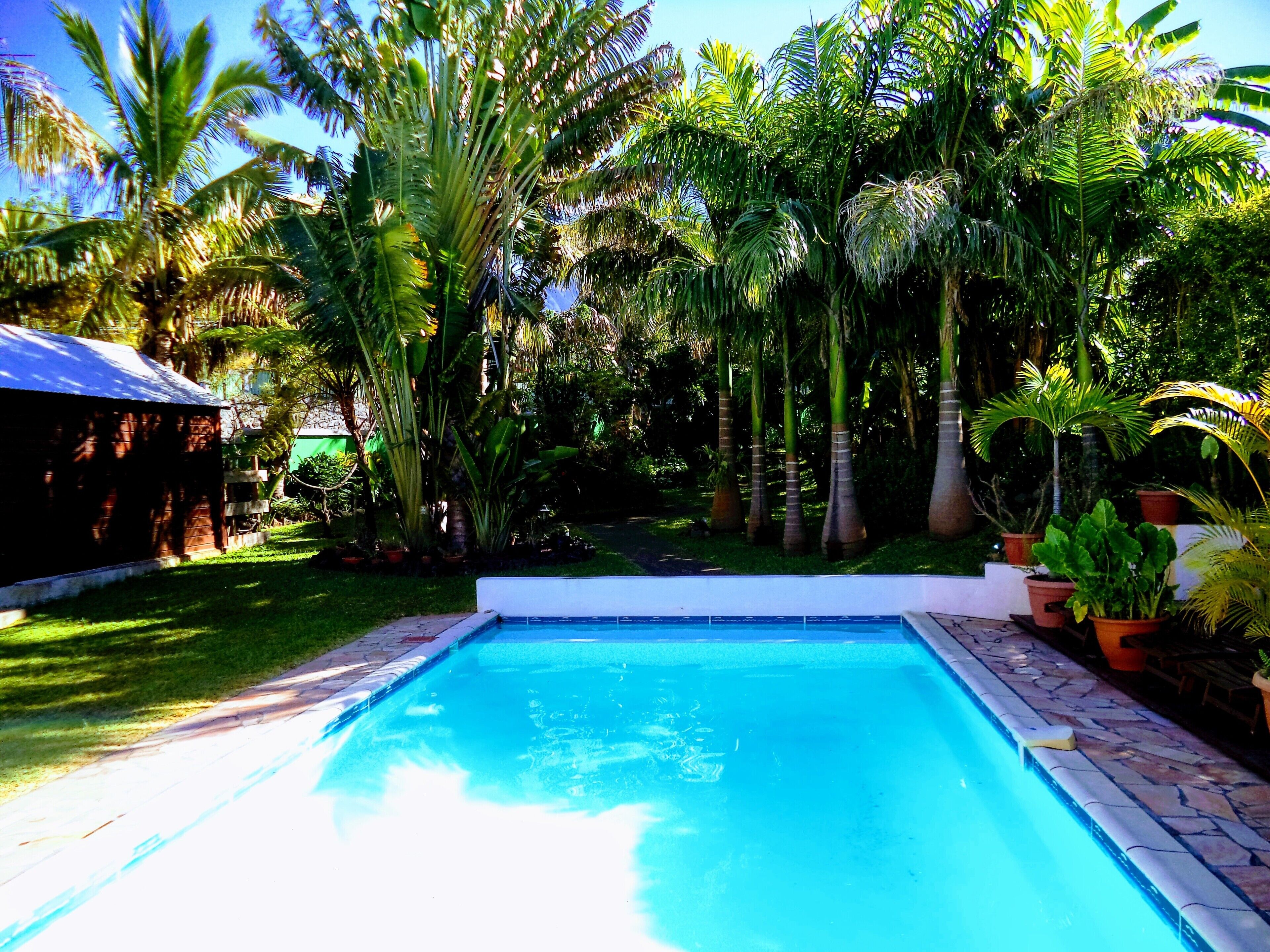 A swimming pool surrounded by lush greenery and palm trees.