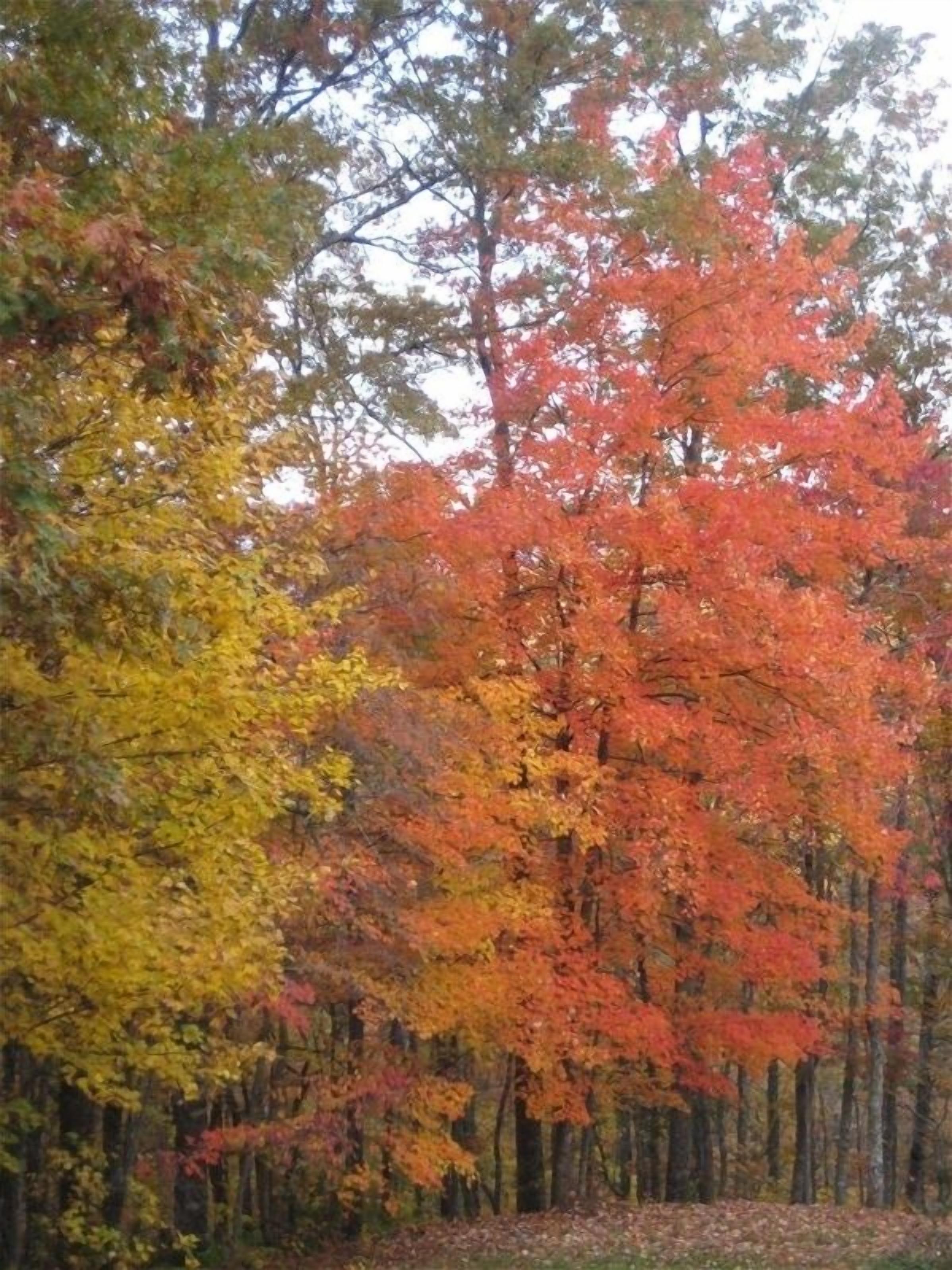 Ein Wald mit Bäumen in Herbstfarben.