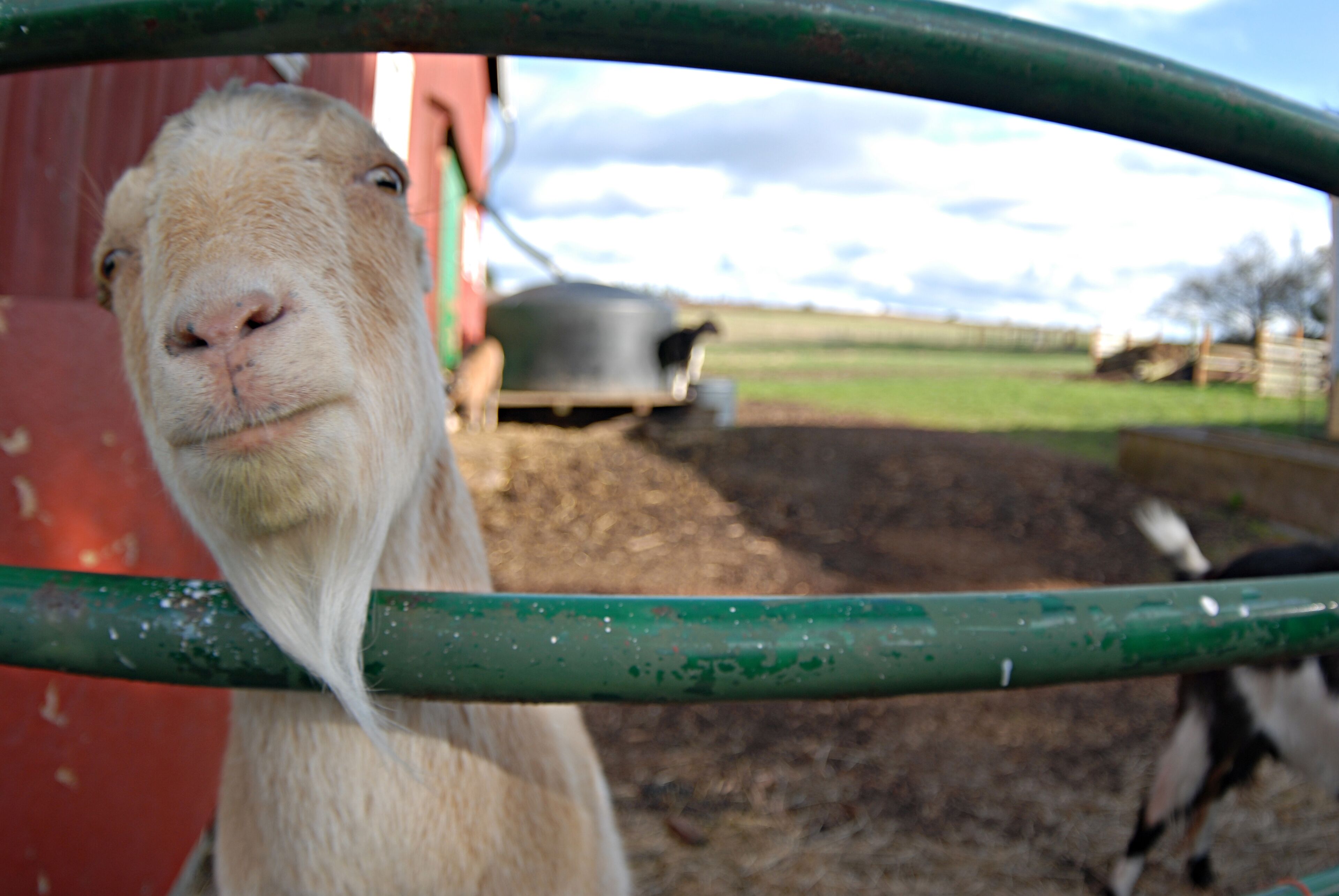 Historic Farm Home for Gatherings. No cleaning fee for 3+ nights!