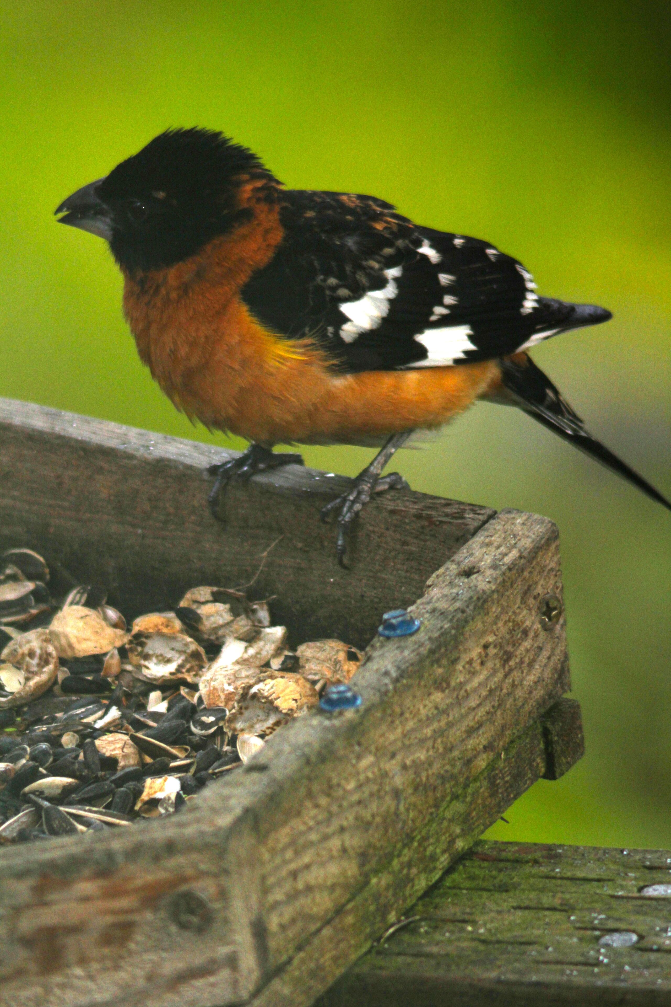 A bird perched on a wooden structure with scattered seeds.