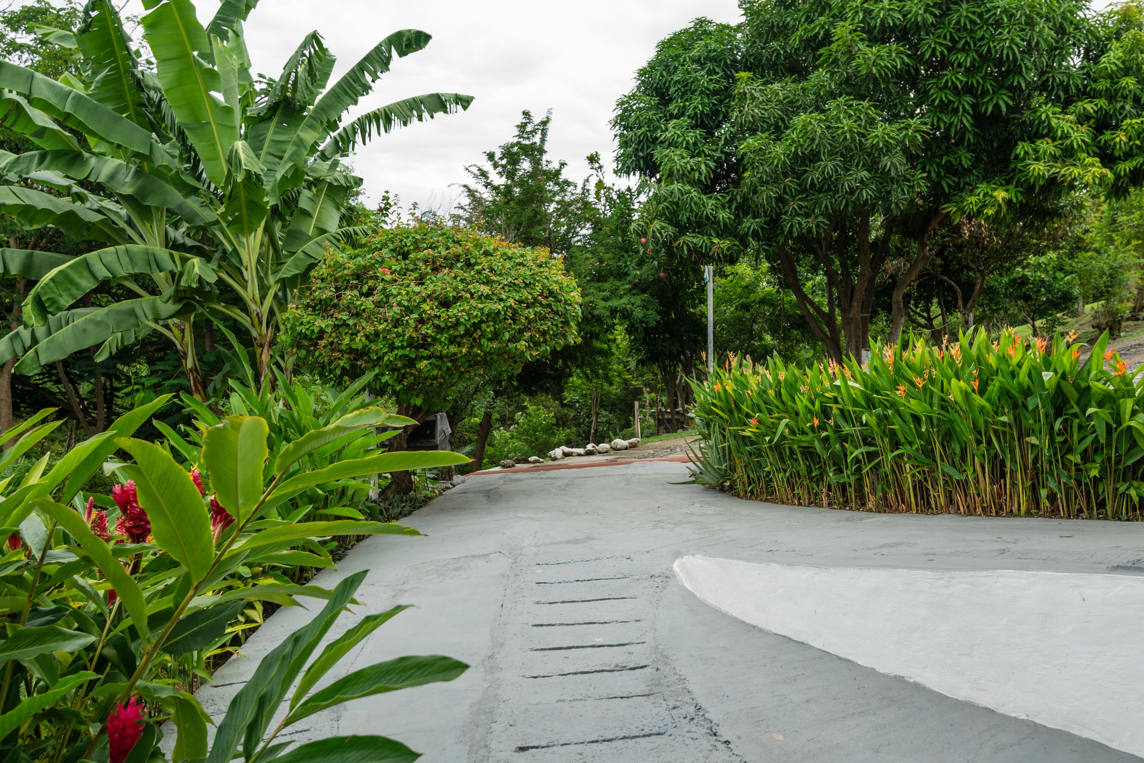 A paved pathway in a lush garden with various plants and trees.