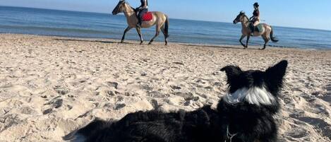 Playa