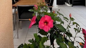 Un área de comedor al aire libre techada con una mesa y sillas de madera, un lámpara colgante y plantas en macetas.