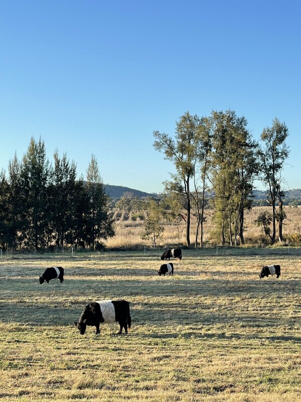 Un champ où paissent des vaches, entouré d’arbres et avec des collines en arrière-plan.