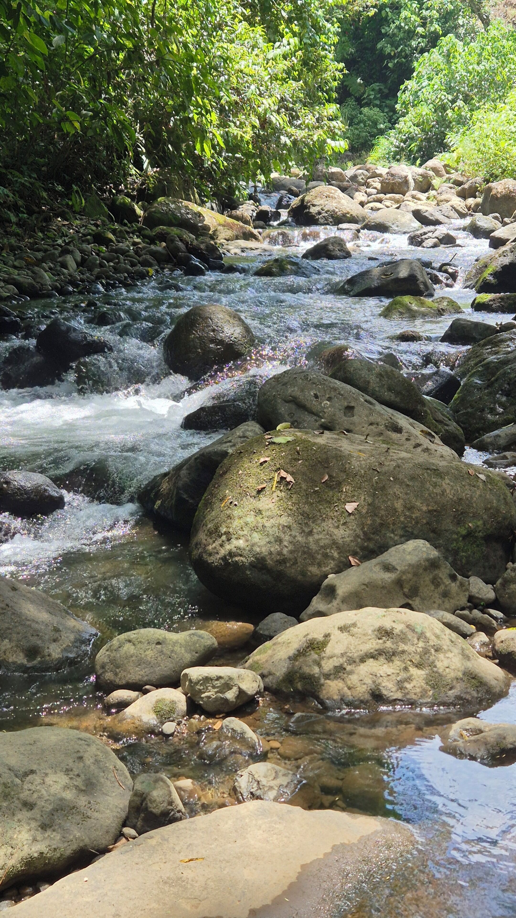 A stream flowing over rocks with a forested area in the background.