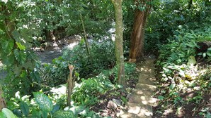 Un sentier de pierres serpente à travers une forêt luxuriante et verdoyante, avec un ruisseau qui le longe.
