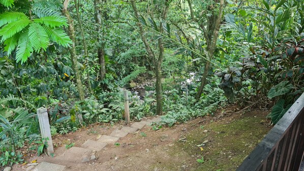 Une zone boisée avec un sentier de terre qui traverse une végétation dense.