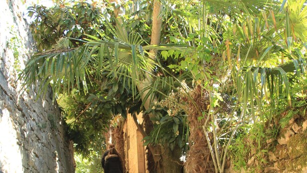 Een stenen trap leidt naar een gebouw, omgeven door weelderige begroeiing en bomen.