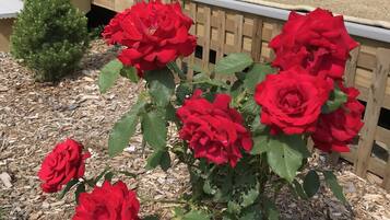 Área da propriedade