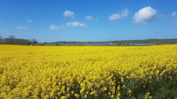 Unclassified image, 1 of 30, button