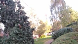 A pathway in a landscaped area with trimmed hedges and trees.
