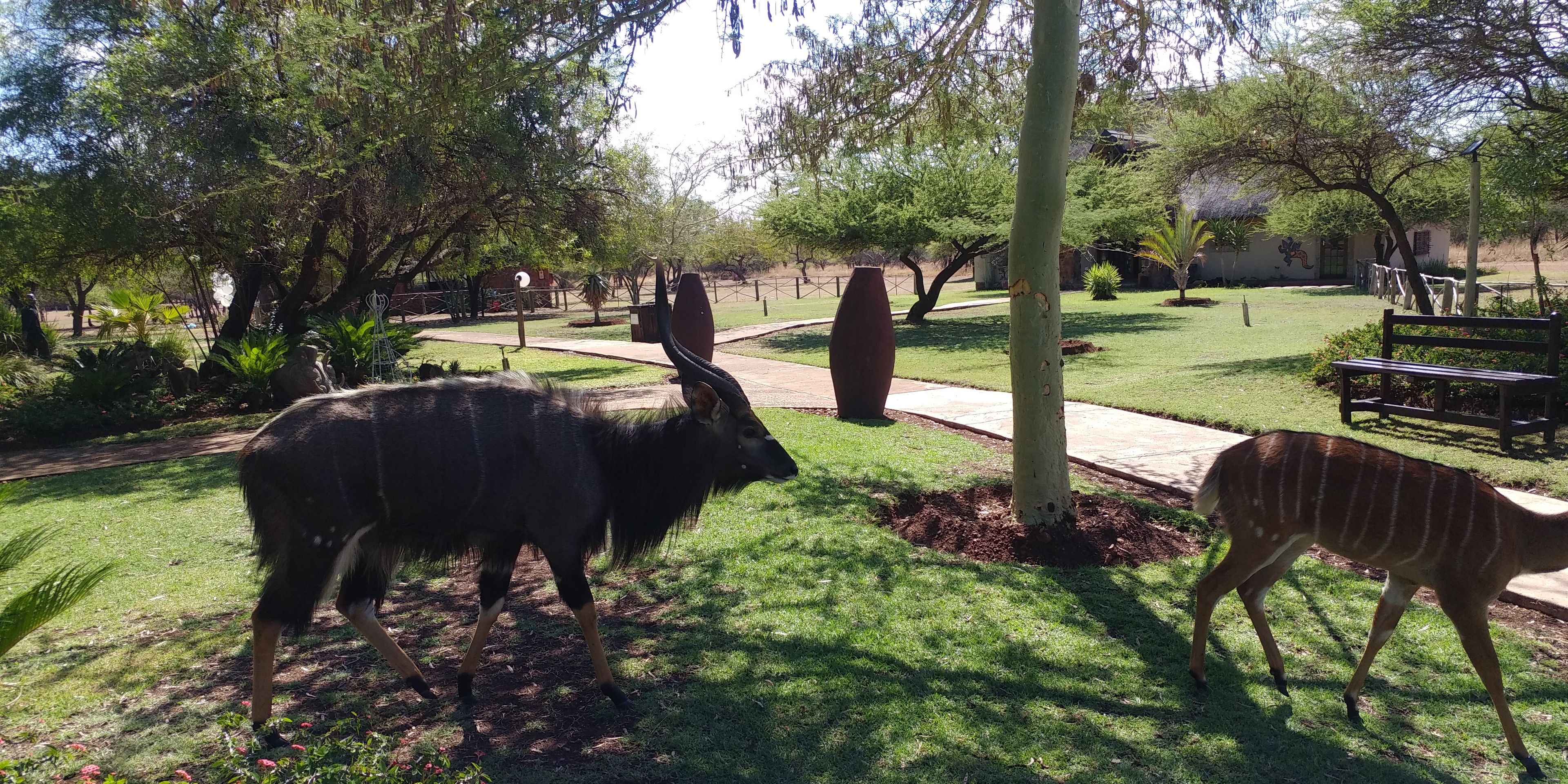 Un parque con dos grandes esculturas de animales, un sendero pavimentado y un área verde con árboles.