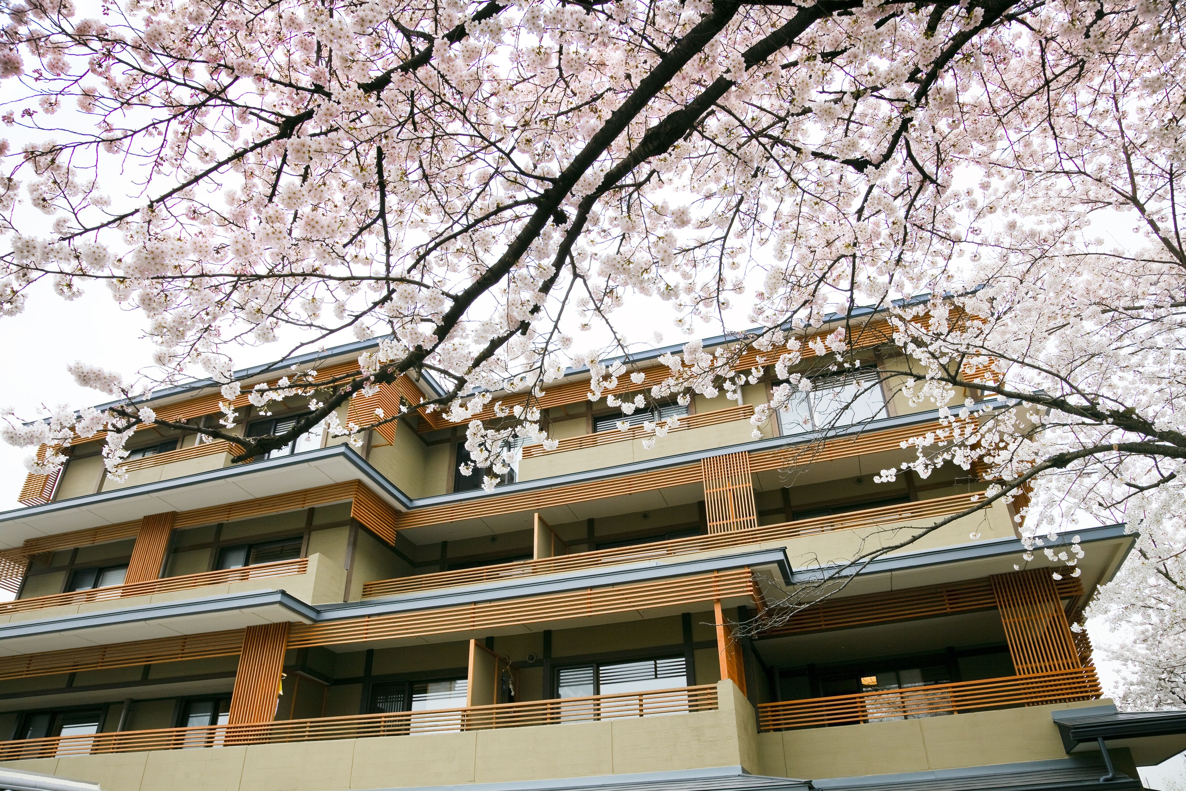 A multi-story building with balconies and wooden railings, surrounded by cherry blossoms.
