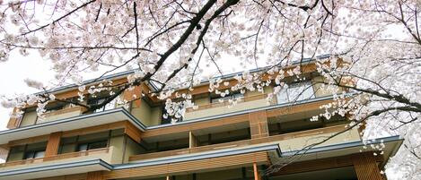 A multi-story building with balconies and wooden railings, surrounded by cherry blossoms.